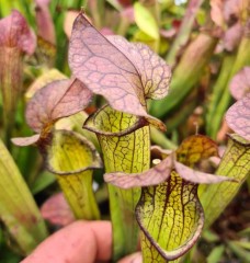 Sarracenia x H 72 chelsonii x flava ornata