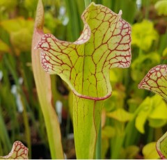 Sarracenia x H 75B mitchelliana