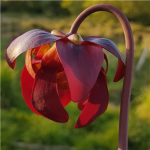 Sarracenia x H 83 alata red lipped x flava Burgundy