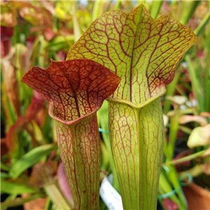 Sarracenia x H 88 willisii unknow n parentage A. Slack