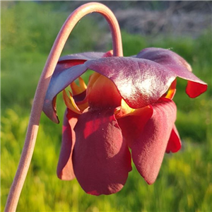 Sarracenia x H 89 (courtii x purpurea subsp. venosa