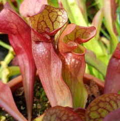 Sarracenia x H 89 (courtii x purpurea subsp. venosa