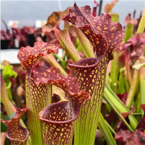 Sarracenia x H 91 farnami (leucophylla x rubra)