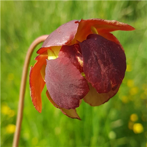 Sarracenia x H 93 Hummers Hammerhead M. King