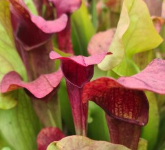 Sarracenia x H 94 willisii J.Ainsworth