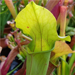 Sarracenia x H 94 willisii J.Ainsworth