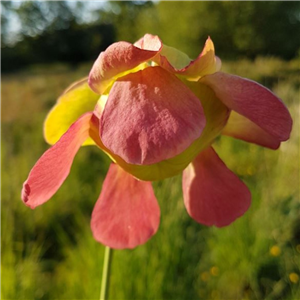 Sarracenia x H 94 willisii J.Ainsworth