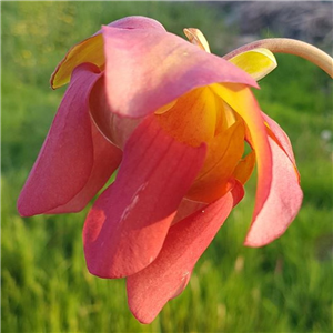 Sarracenia x H 95 moorei	 Marston Mill 1982 A. Slack