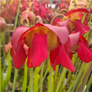 Sarracenia x H 97 Langford Williams 2009 (seed)