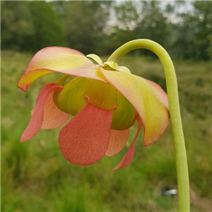 Sarracenia x H 99 (areolata x leuco)	 2008 T. Margetts