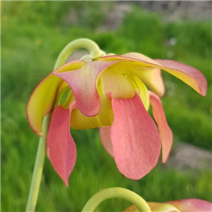 Sarracenia x H 99 (areolata x leuco)	 2008 T. Margetts