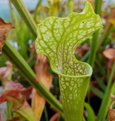 Sarracenia x H 99 (areolata x leuco)	 2008 T. Margetts