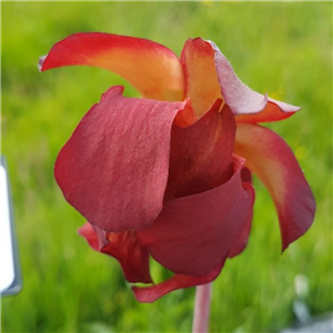 Sarracenia leucophylla L 01 Slack form