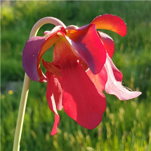 Sarracenia leucophylla L 04 Perdido co. Alabama