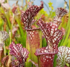 Sarracenia leucophylla L 06 ex J. Ainsworth (seed)