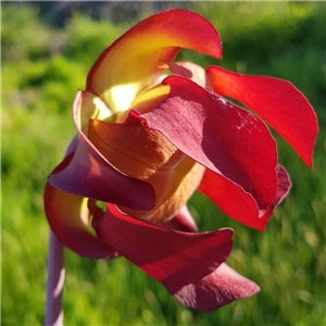 Sarracenia leucophylla L 06 ex J. Ainsworth (seed)