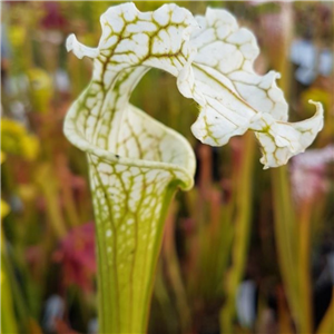 Sarracenia leucophylla L 16 Citronelle White Lid