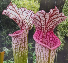 Sarracenia leucophylla L 41