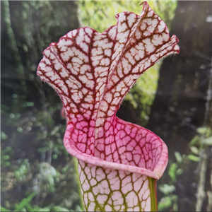 Sarracenia leucophylla L 41