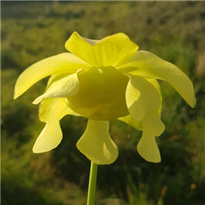 Sarracenia oreophila O 01A