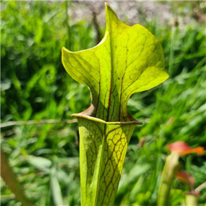 Sarracenia oreophila O 03 Sand Mountain Georgia