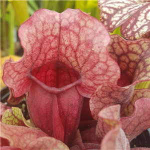 Sarracenia purpurea PV B 01 subsp. venosa var. burkii