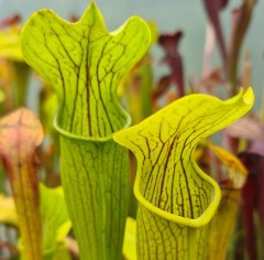 Sarracenia alata AL 04 veine d form Angelina County TX