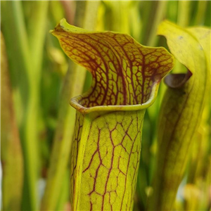 Sarracenia alata AL 06 large lid robust form Texas