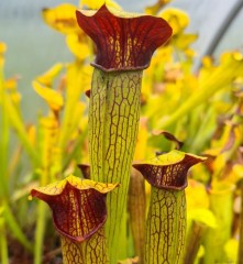 Sarracenia alata AL 08 red lid Nicholson co. MS 	