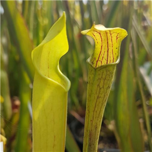 Sarracenia alata AL 09 pubescent Deer Park Alabam	