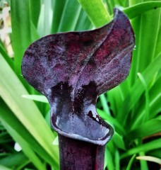 Sarracenia alata AL 17 very dark pitchers