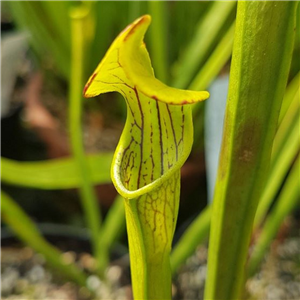 Sarracenia alata AL 15	 Nicholson co. Mississipi