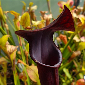 Sarracenia alata AL 17 very dark pitchers