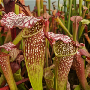 Sarracenia x H 199 Dawn Prince