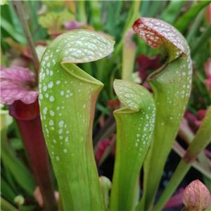 Sarracenia x H 61 excellens (leucophylla x minor)