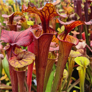 Sarracenia flava F AT 05 var  atropurpurea blackwater