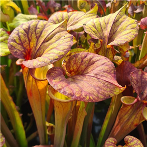 Sarracenia flava F RUB 17 var. rubicorpa select (seed)