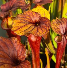 Sarracenia flava F AT 05 var  atropurpurea blackwater