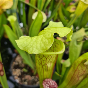 Sarracenia x H 123 Frogita