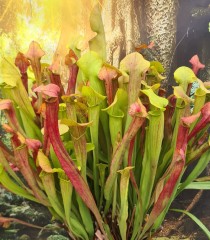 Sarracenia x H 04 (alata x willisii) A. Slack