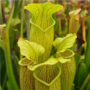 Sarracenia x H 07 (alata x leucophylla) 1991 seed grown