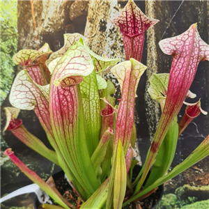 Sarracenia x H 100 Eva Leiden Botanic Garden