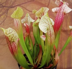 Sarracenia x H 100 Eva Leiden Botanic Garden