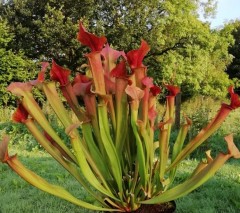 Sarracenia x H 101A catesbyi huge gaping lid Dutch origin