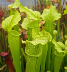 Sarracenia x H 103 x (oreophila x leucophylla)