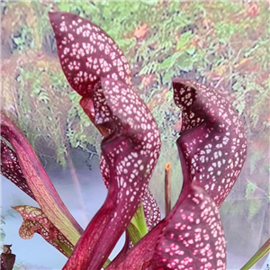 Sarracenia x H 105 x wrigelliana Scarlet Belle