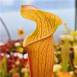 Sarracenia x H 113 Pretty n Pink