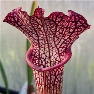 Sarracenia x H 118 Decora M. King