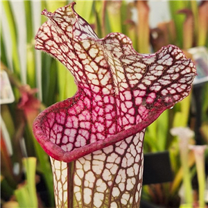 Sarracenia x H 133 alata purple x leucophylla milton