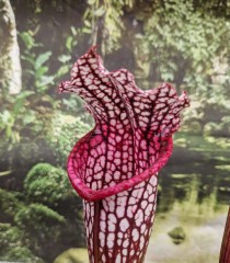 Sarracenia x H 133 alata purple x leucophylla milton